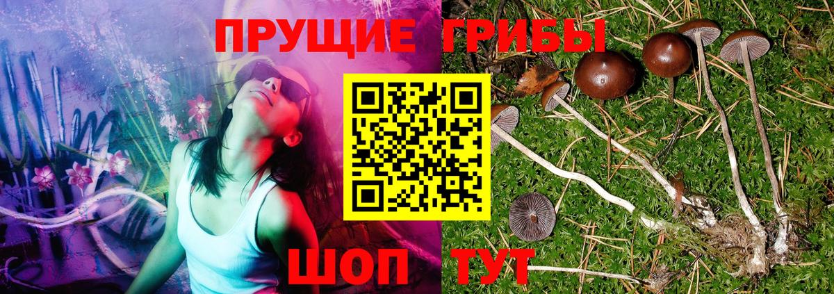 Псилоцибиновые грибы мицелий Жуковский